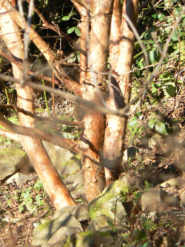 Stuartia monadelpha winter bark